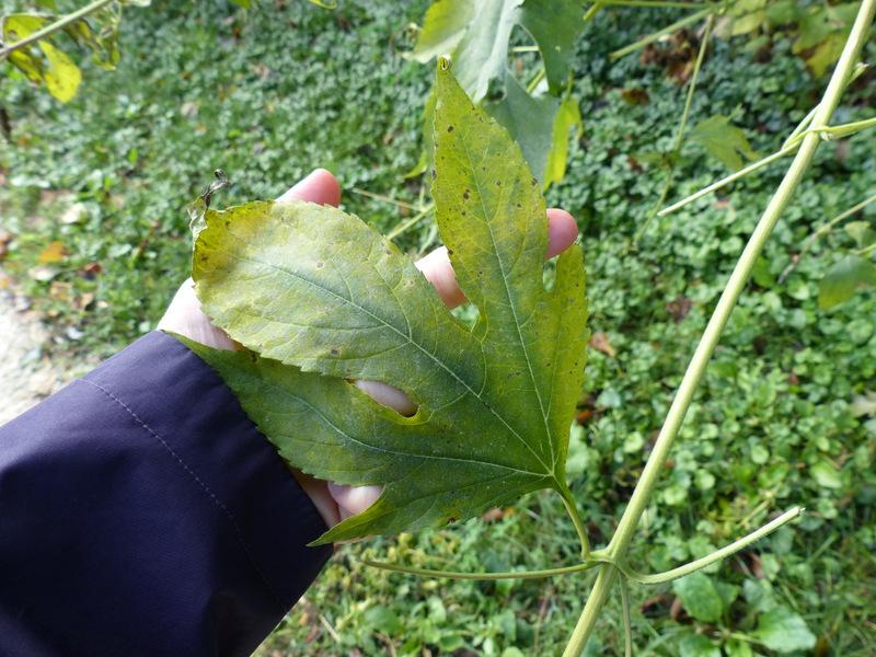 Photo of Giant Ragweed (Ambrosia trifida) uploaded by molanic