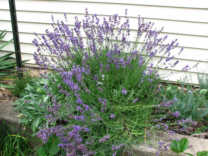 Photo of English Lavender (Lavandula angustifolia) uploaded by molanic