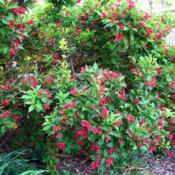 Maybe a variety of Weigela florida?