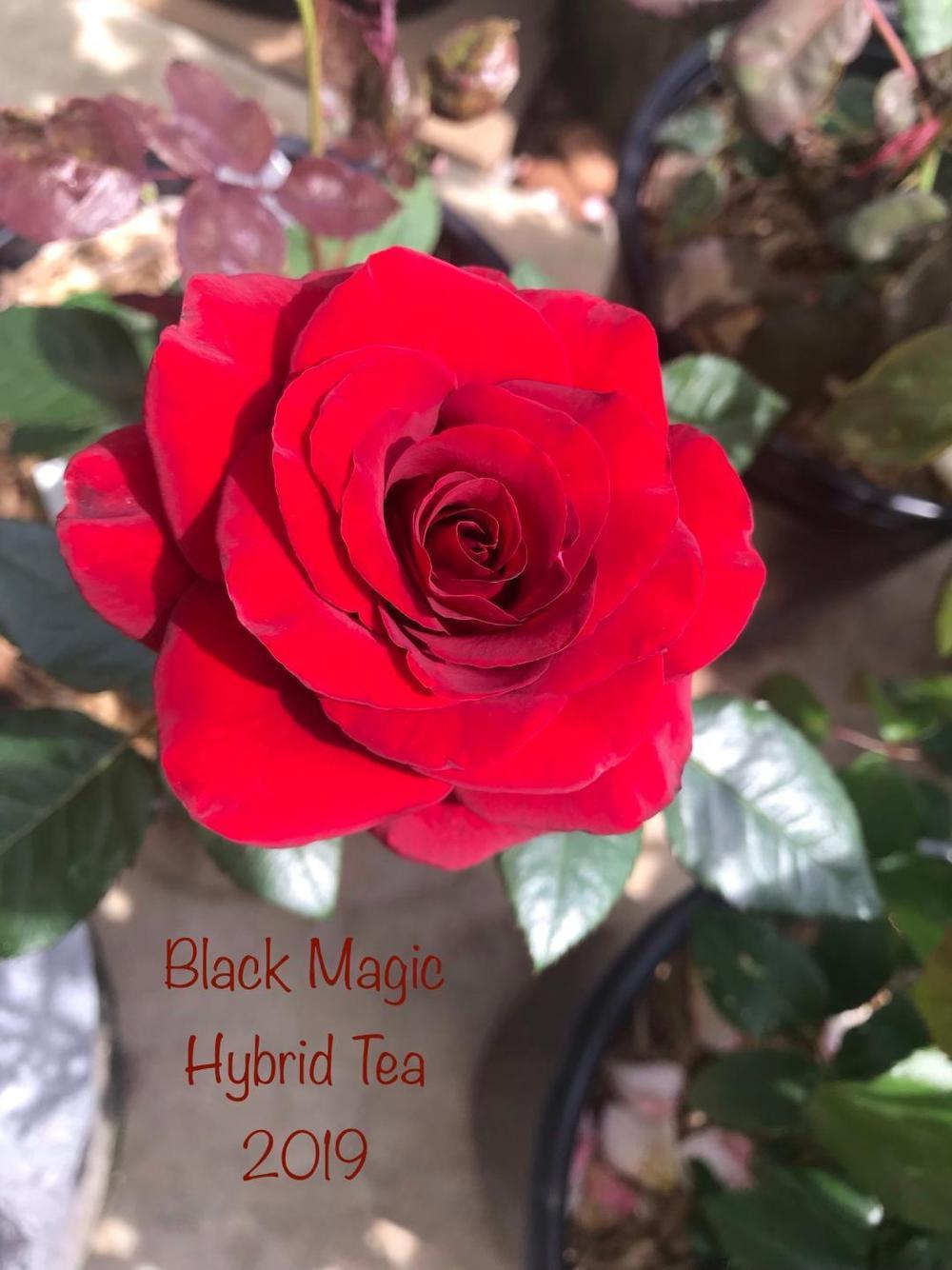 Photo of Rose (Rosa 'Black Magic') uploaded by Eric_C