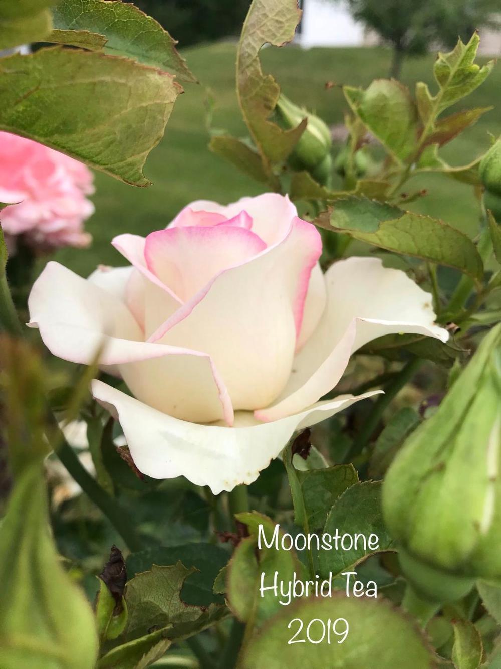 Photo of Rose (Rosa Moonstone™) uploaded by Eric_C