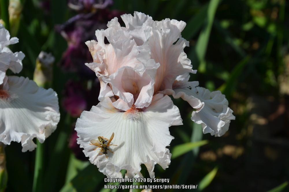 Photo of Tall Bearded Iris (Iris 'Rite of Passage') uploaded by Serjio