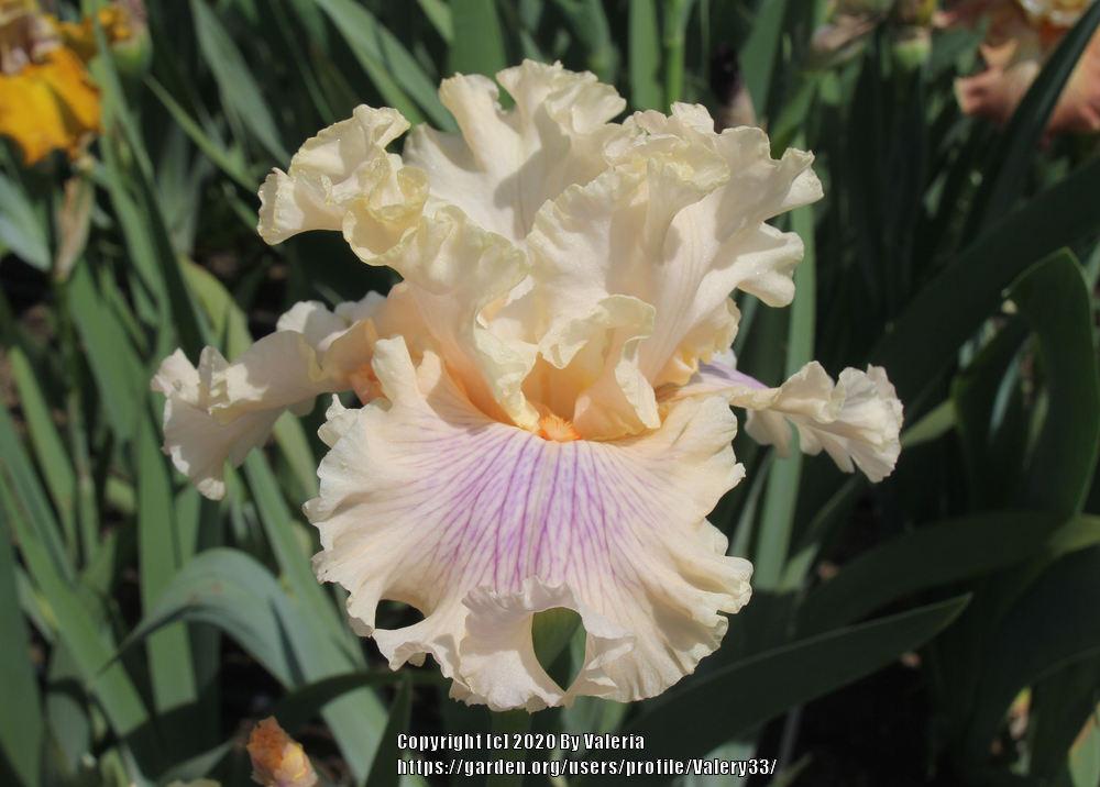 Photo of Tall Bearded Iris (Iris 'Are We in Love') uploaded by Valery33