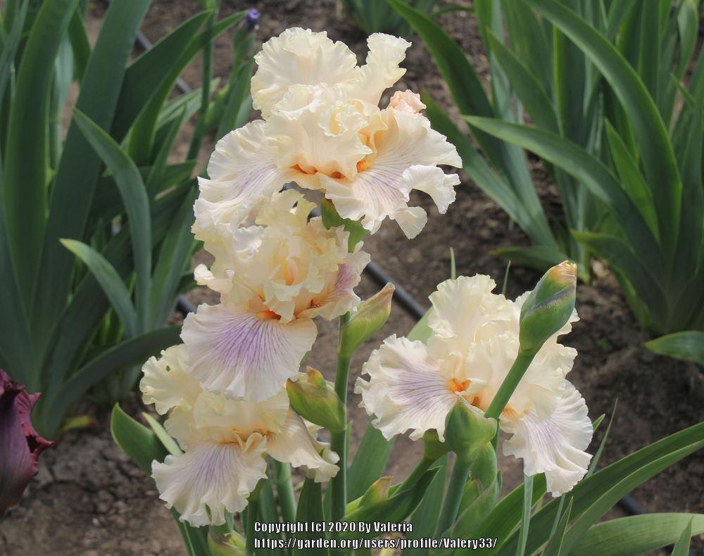 Photo of Tall Bearded Iris (Iris 'Matters of the Heart') uploaded by Valery33