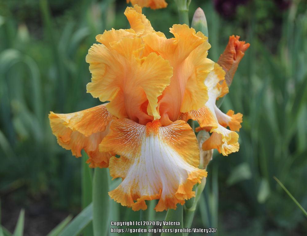 Photo of Tall Bearded Iris (Iris 'Cajun Rhythm') uploaded by Valery33