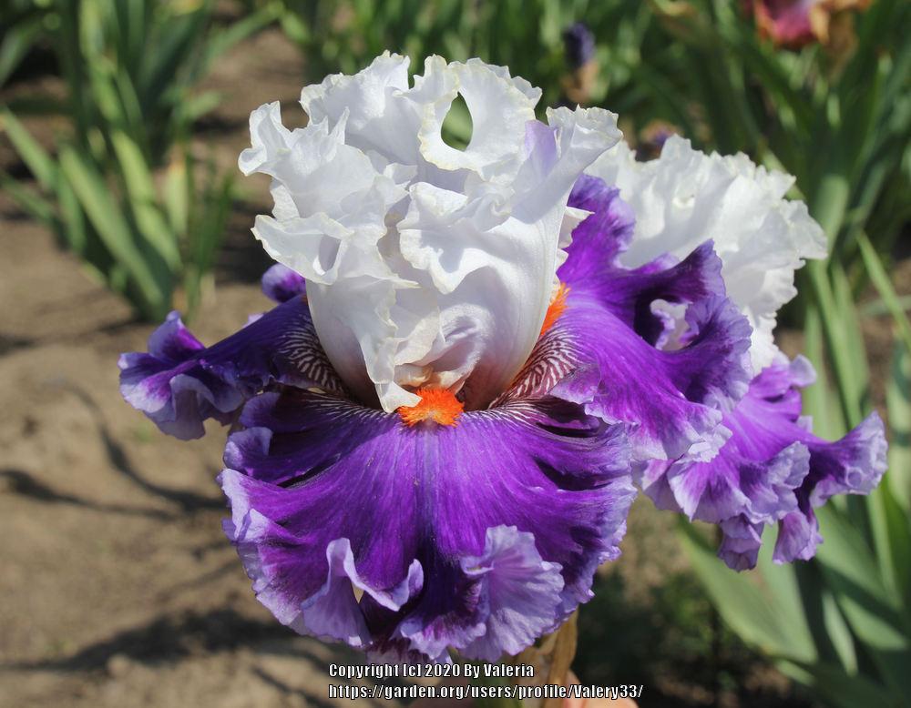Photo of Tall Bearded Iris (Iris 'Street Sensation') uploaded by Valery33