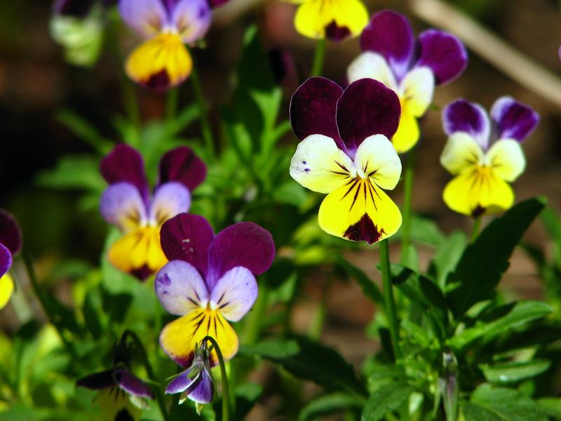 Photo of Johnny Jump-Up (Viola tricolor) uploaded by molanic