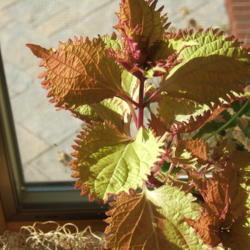 Location: full sun - zone 7 Kitchen window 
Date: 2020-01-15
Grew easily from a cutting as most coleus will do.