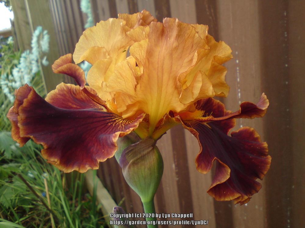 Photo of Tall Bearded Iris (Iris 'Solar Fire') uploaded by LynDC