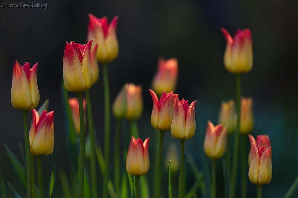 Photo of Triumph Tulip (Tulipa 'Aperitif') uploaded by William