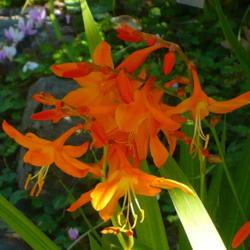 Location: Abkhazi Garden, Victoria, B.C.
Date: 2018-09-03
- An elegant and exceptionally large Crocosmia, introduced in 191