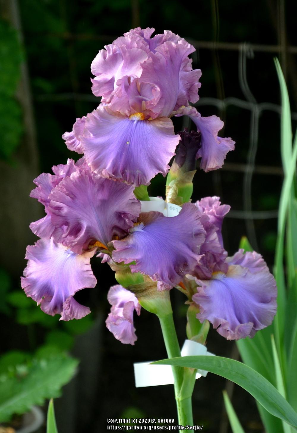 Photo of Tall Bearded Iris (Iris 'French Lavender') uploaded by Serjio