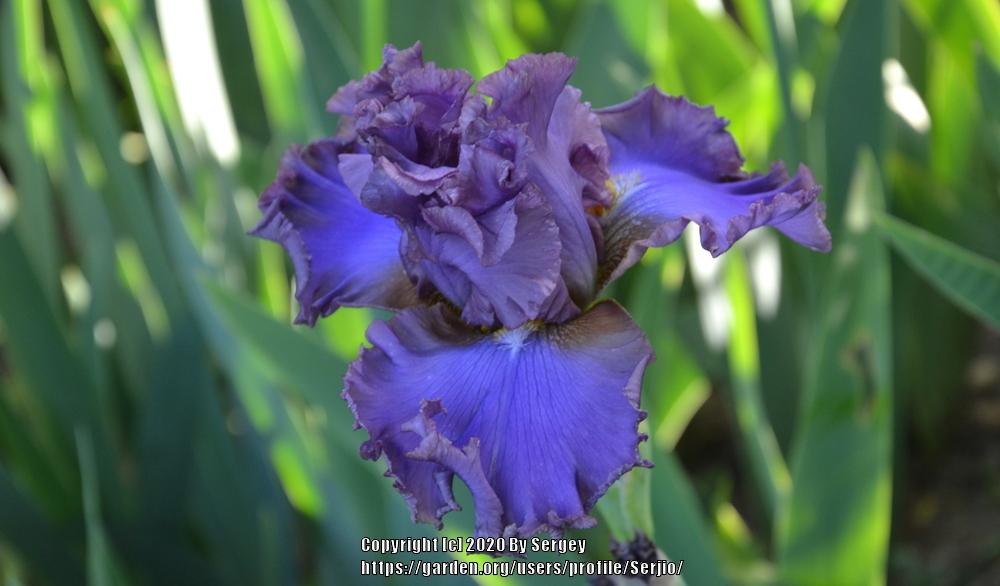 Photo of Tall Bearded Iris (Iris 'French Lavender') uploaded by Serjio