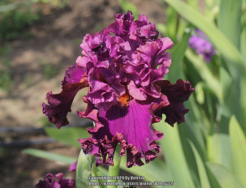 Photo of Tall Bearded Iris (Iris 'Mambo Italiano') uploaded by Valery33