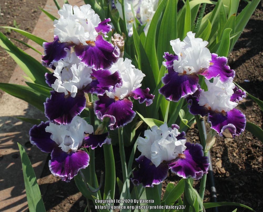 Photo of Tall Bearded Iris (Iris 'Merry Amigo') uploaded by Valery33