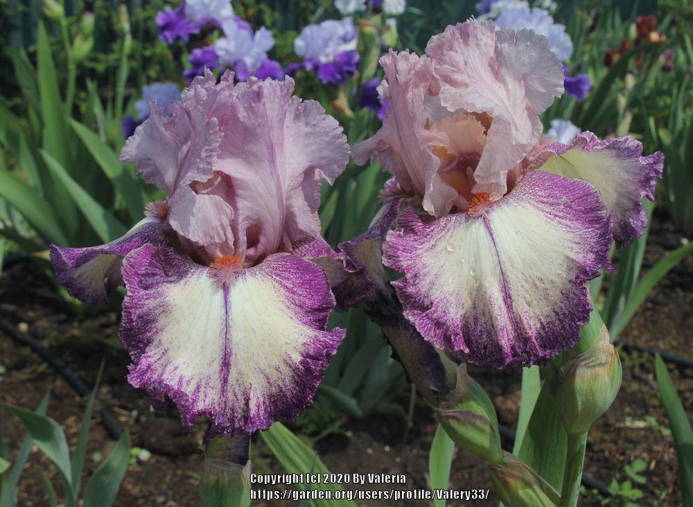 Photo of Tall Bearded Iris (Iris 'Confidante') uploaded by Valery33
