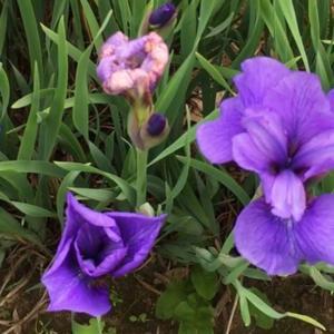 Seneca Blue Rose iris