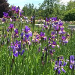Location: Royal Botanical Gardens, Burlington, Ontario
Date: June 15, 2019
Blue King Iris