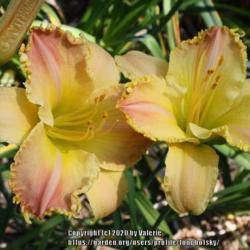 Location: My Garden, Ontario, Canada
Date: 2019-08-22
Gorgeous cultivar that does remind me of the colour of peaches!