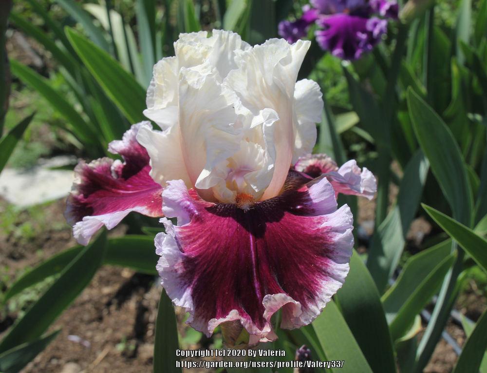 Photo of Tall Bearded Iris (Iris 'Strawberry Freeze') uploaded by Valery33