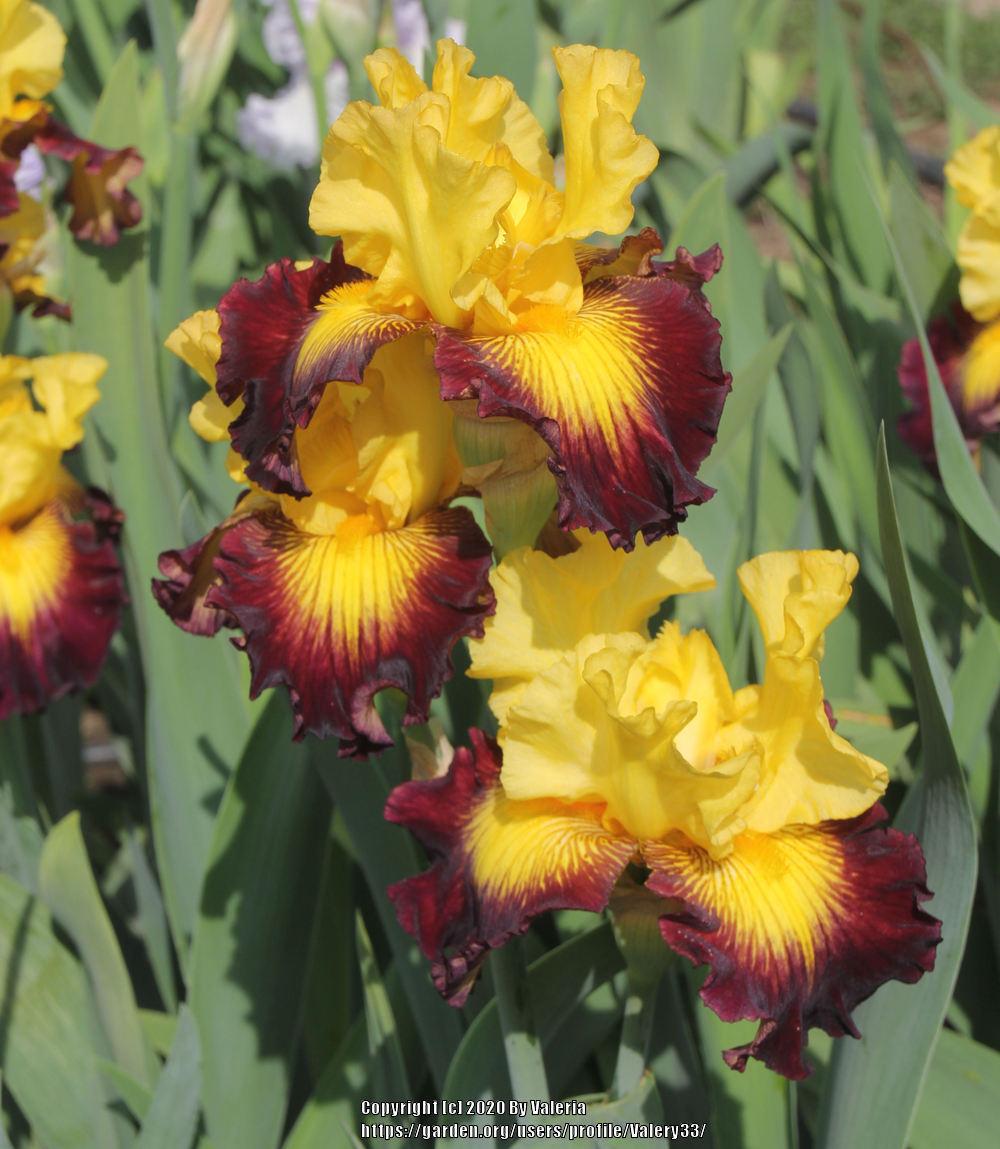 Photo of Tall Bearded Iris (Iris 'Snapshot') uploaded by Valery33