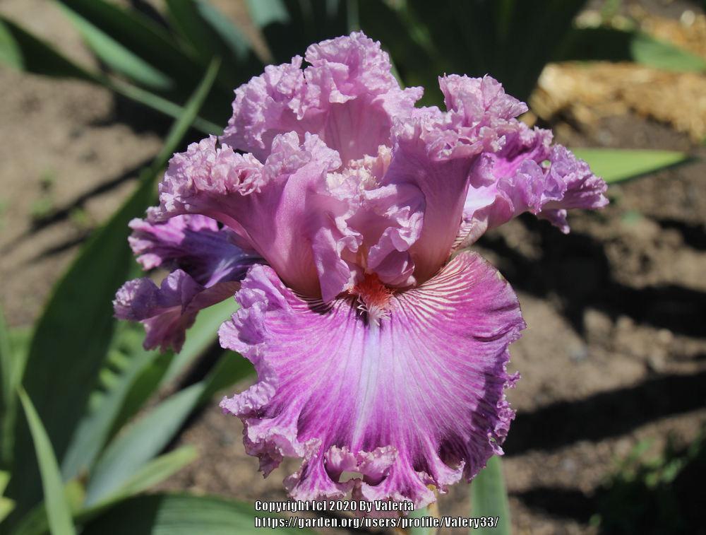Photo of Tall Bearded Iris (Iris 'Just Witchery') uploaded by Valery33