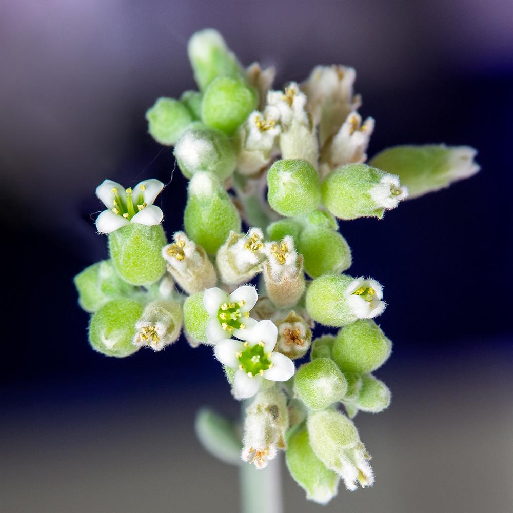 Photo of Millot Kalanchoe (Kalanchoe millotii) uploaded by dirtdorphins