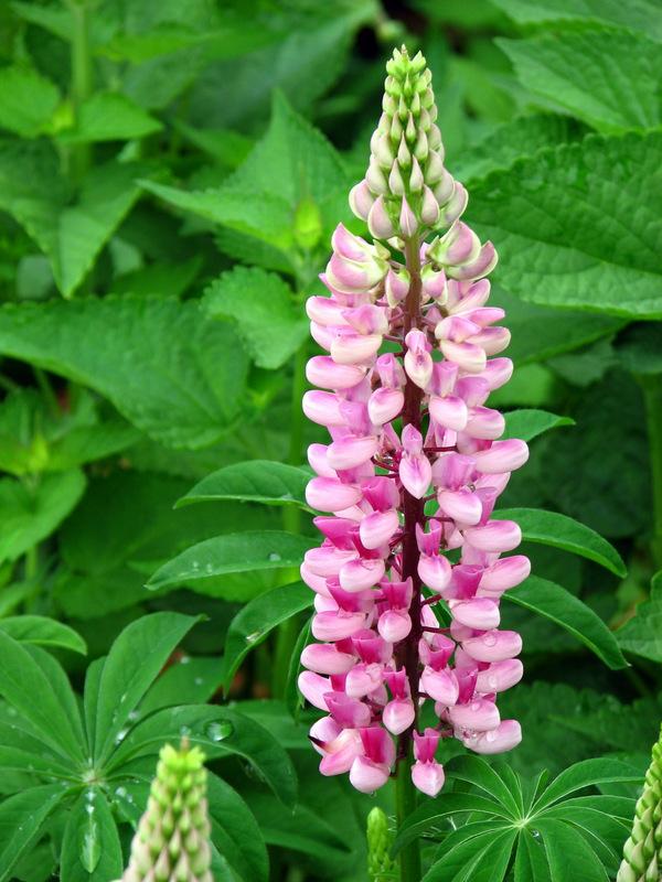 Photo of Russell Lupine (Lupinus regalis) uploaded by molanic