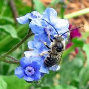 #Pollination  Bee genus Melissodes