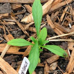 Location: Illinois, US
Date: 2008-07-08
Seedlings from wintersowing.