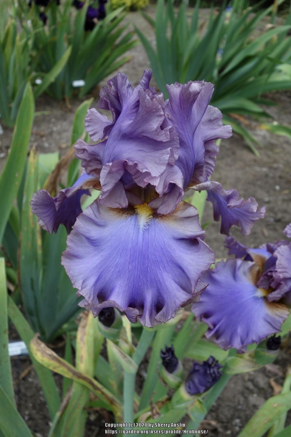 Photo of Tall Bearded Iris (Iris 'French Lavender') uploaded by Henhouse