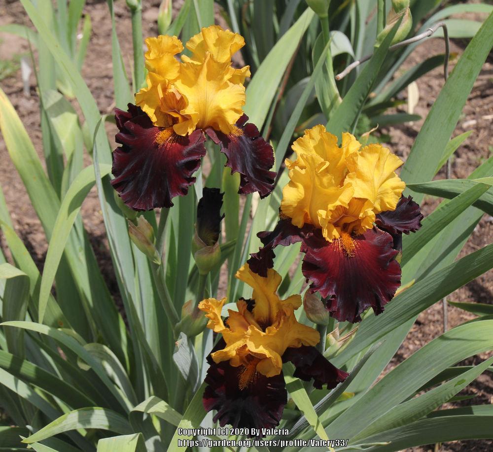 Photo of Tall Bearded Iris (Iris 'Kathy Chilton') uploaded by Valery33