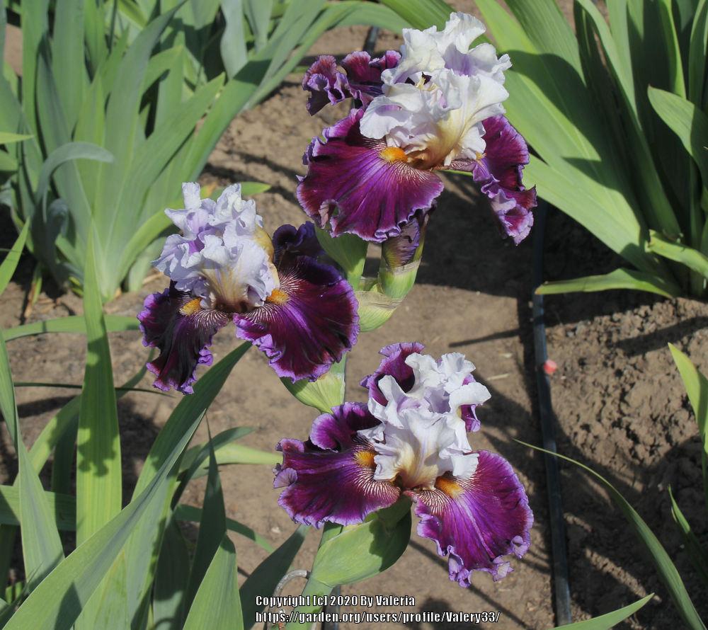 Photo of Tall Bearded Iris (Iris 'Megarich') uploaded by Valery33