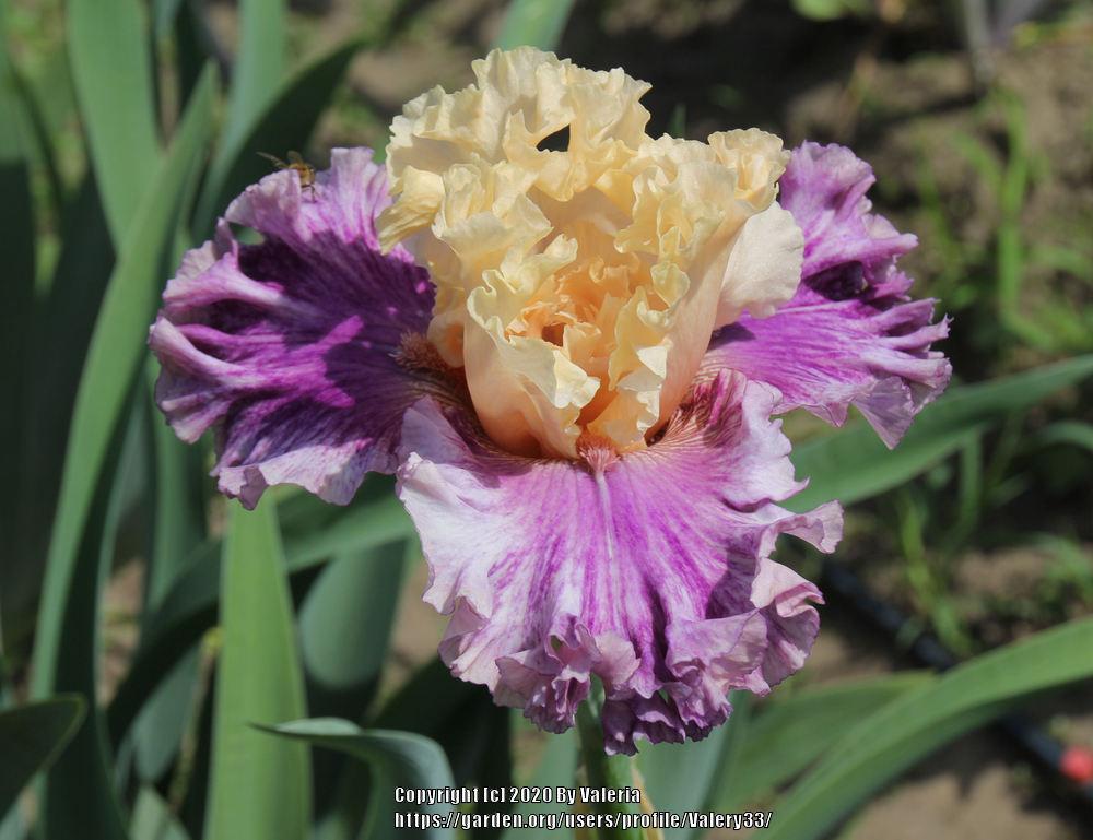 Photo of Tall Bearded Iris (Iris 'Crowned in Glory') uploaded by Valery33