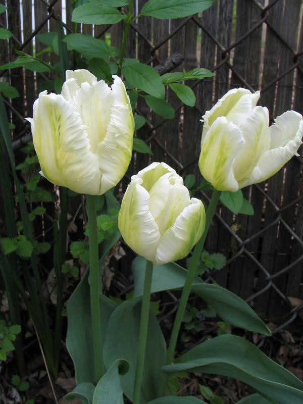 Photo of Tulips (Tulipa) uploaded by molanic