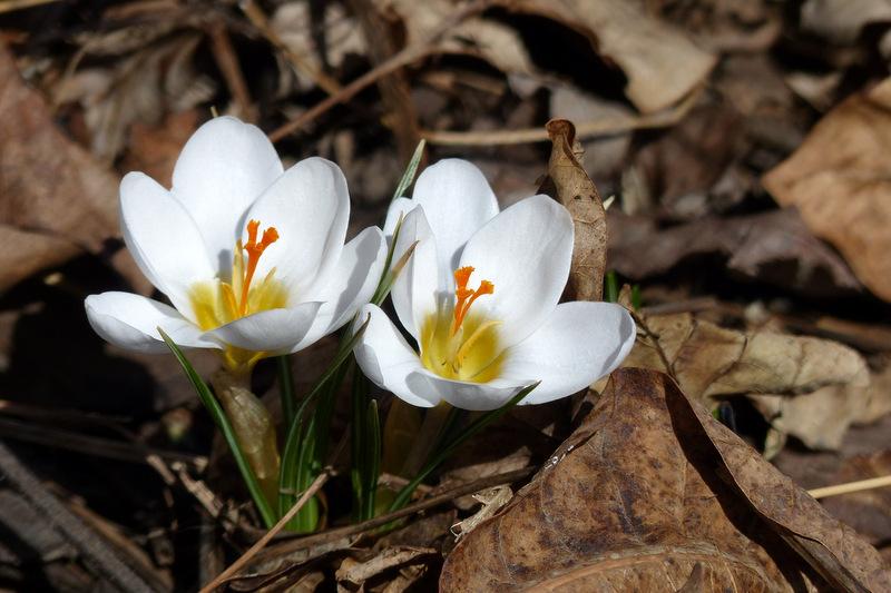 Photo of Crocus uploaded by molanic