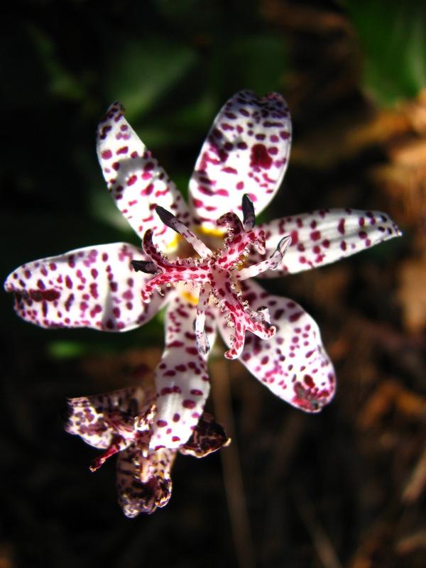 Photo of Japanese Toad Lily (Tricyrtis hirta) uploaded by molanic