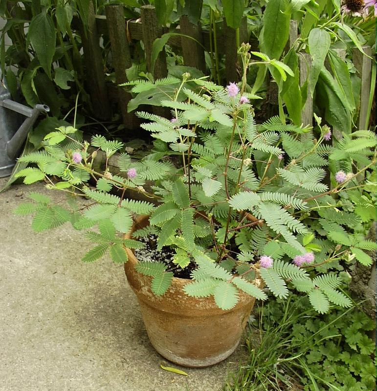 Photo of Sensitive Plant (Mimosa pudica) uploaded by molanic