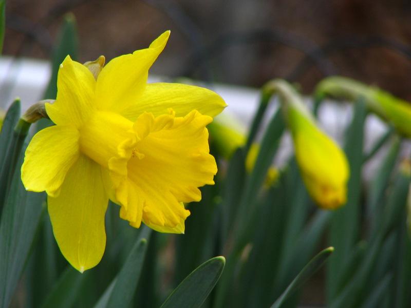 Photo of Daffodils (Narcissus) uploaded by molanic