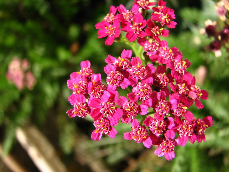 Photo of Yarrows (Achillea) uploaded by molanic
