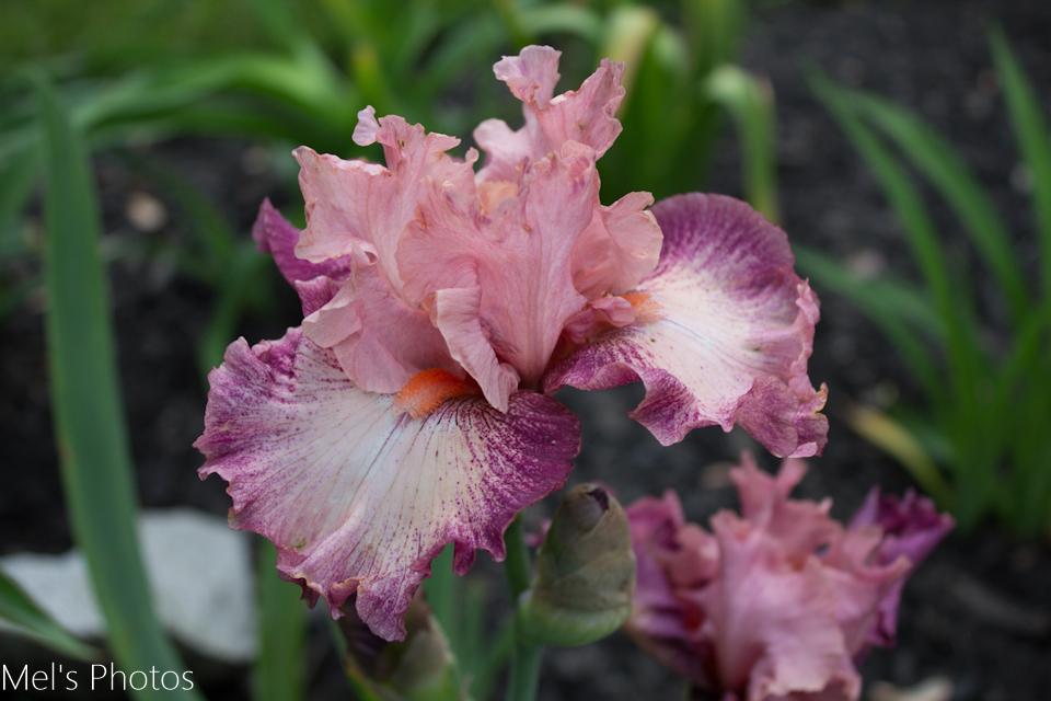 Photo of Tall Bearded Iris (Iris 'Musician') uploaded by m_wonnacott