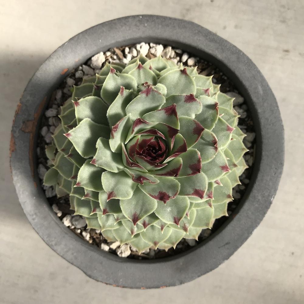 Photo of Hen and Chicks (Sempervivum calcareum) uploaded by succulentlife