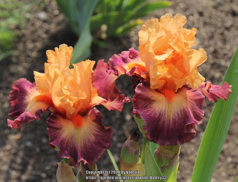 Photo of Tall Bearded Iris (Iris 'Brazilian Art') uploaded by Valery33