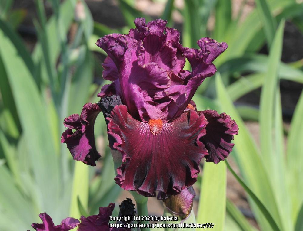 Photo of Tall Bearded Iris (Iris 'Pianoforte') uploaded by Valery33