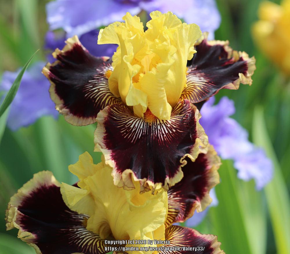 Photo of Tall Bearded Iris (Iris 'Indulgence') uploaded by Valery33