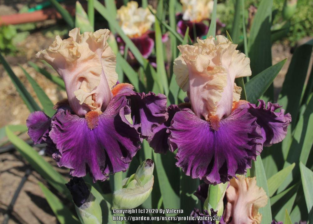 Photo of Tall Bearded Iris (Iris 'Puff the Magic') uploaded by Valery33