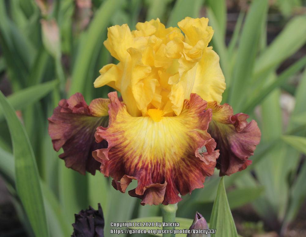 Photo of Tall Bearded Iris (Iris 'Summer Shadow') uploaded by Valery33