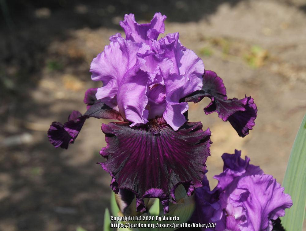 Photo of Tall Bearded Iris (Iris 'Strut') uploaded by Valery33