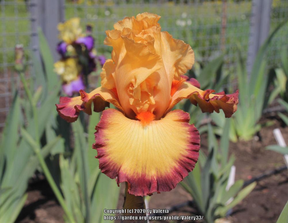 Photo of Tall Bearded Iris (Iris 'Ringtone') uploaded by Valery33