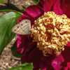 Sword Dance peony #pollination #butterflies Tentative ID for the 